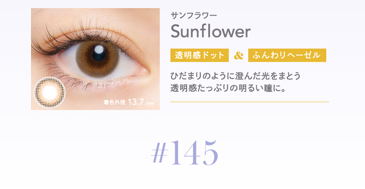 クルーム「サンフラワー」