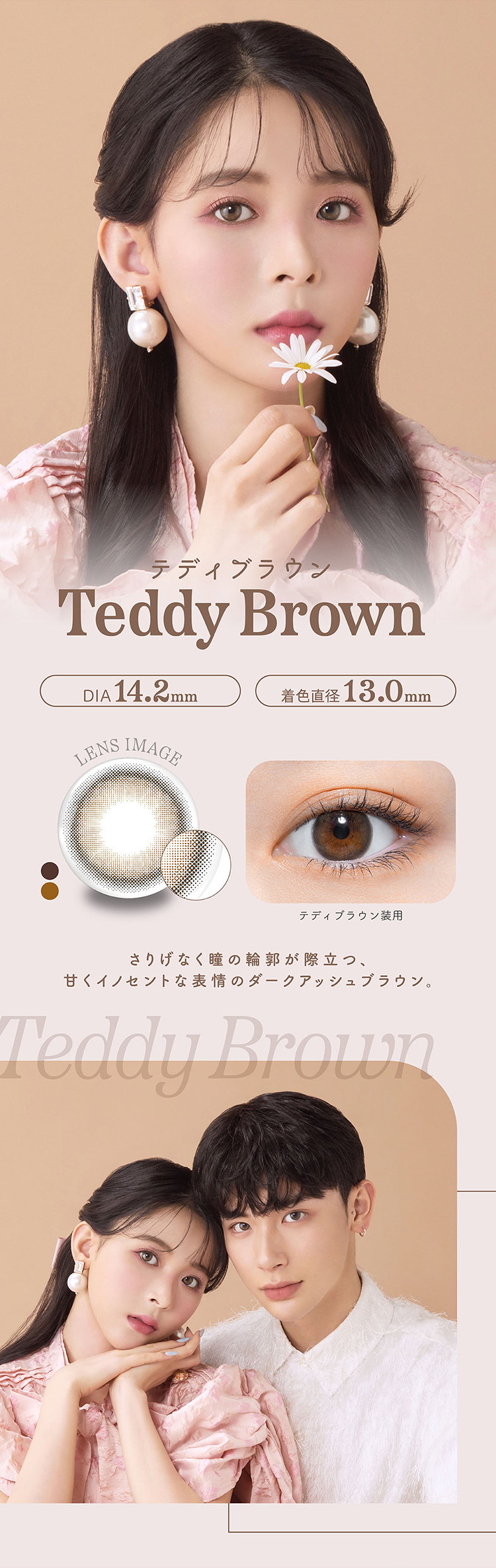 パース「テディブラウン」